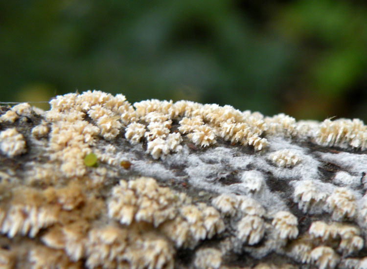 Il solito pasticcione....(Schizopora paradoxa)